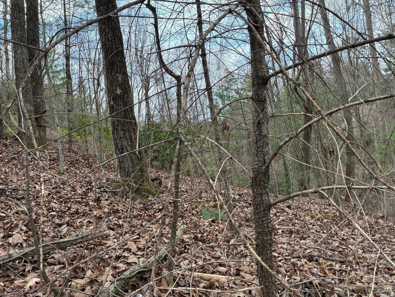 0 Chestnut Mountain Road Reliance, TN 37369 - Photo 6 of 9 CHESTNUT7