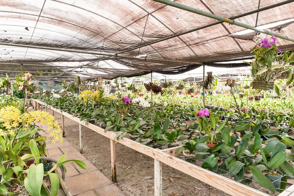 5170 2nd Road Lake Worth, FL 33467 - Photo 2 of 3 One of the Orchid Houses