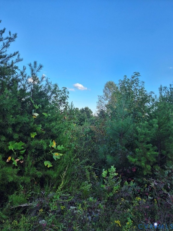 0 Fort Drive Pamplin, VA 23958 - Photo 3 of 6 a view of a tree with a tree in front of it