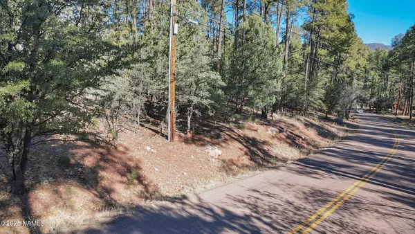 a view of a forest with trees
