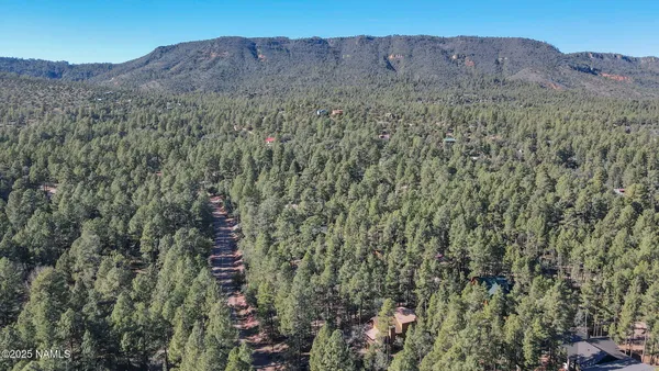 a view of a forest with trees