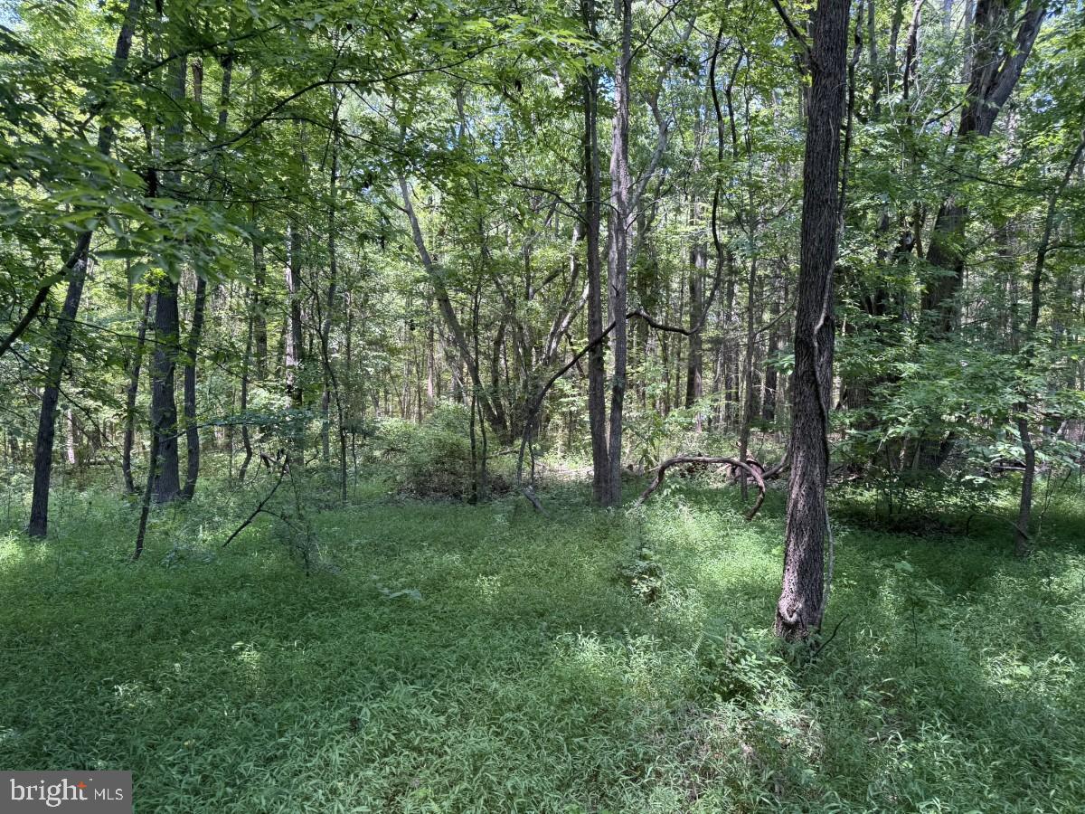 0 Lone Pine Road Crewe, VA 23930 - Photo 16 of 21