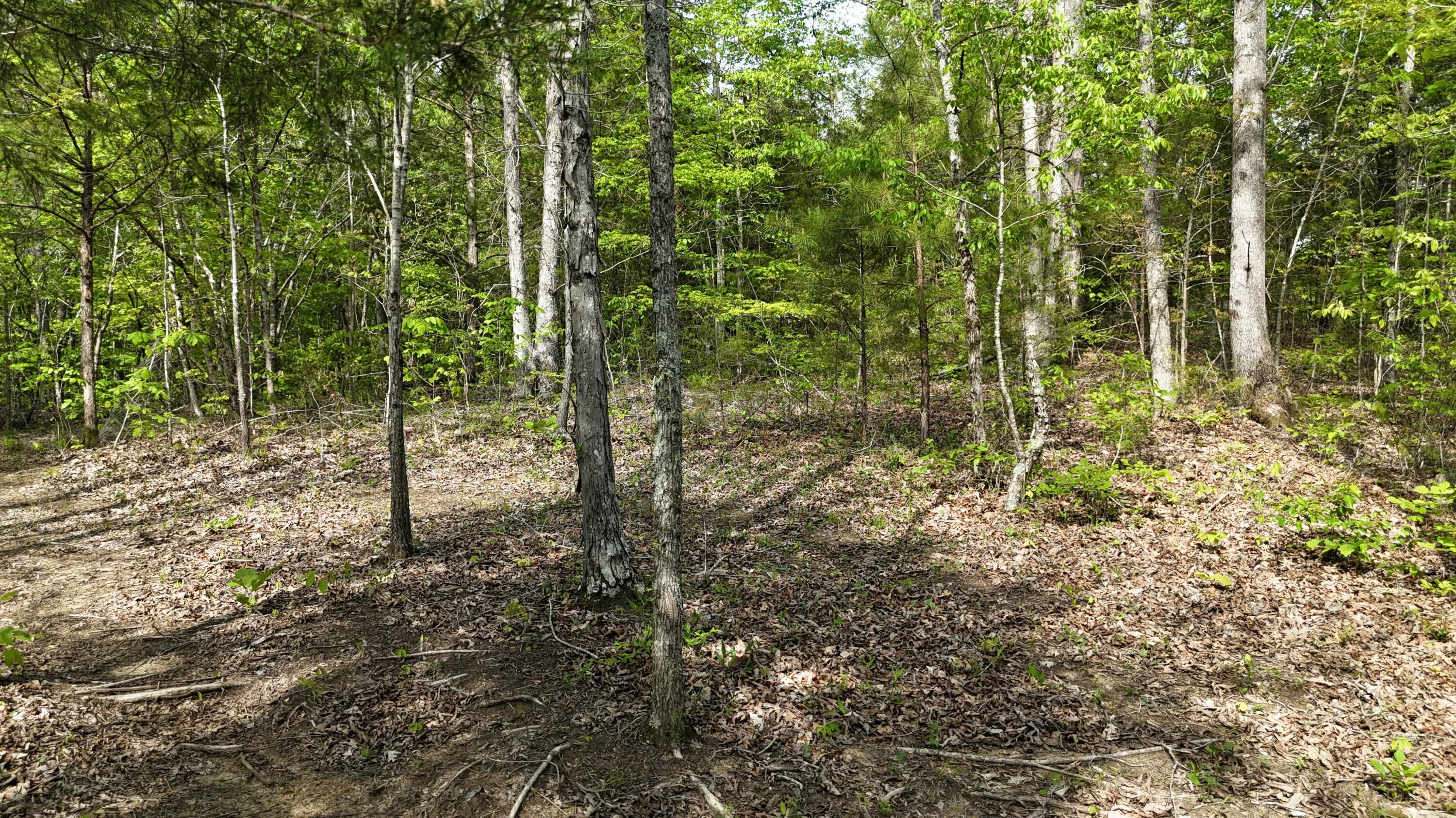 311 Old York Road Cleveland, TN 37323 - Photo 2 of 10 tempImage8MaGmH