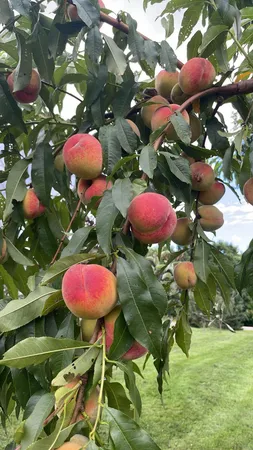 $534,000 | 356 Range Road, Dover Foxcroft, ME 04426