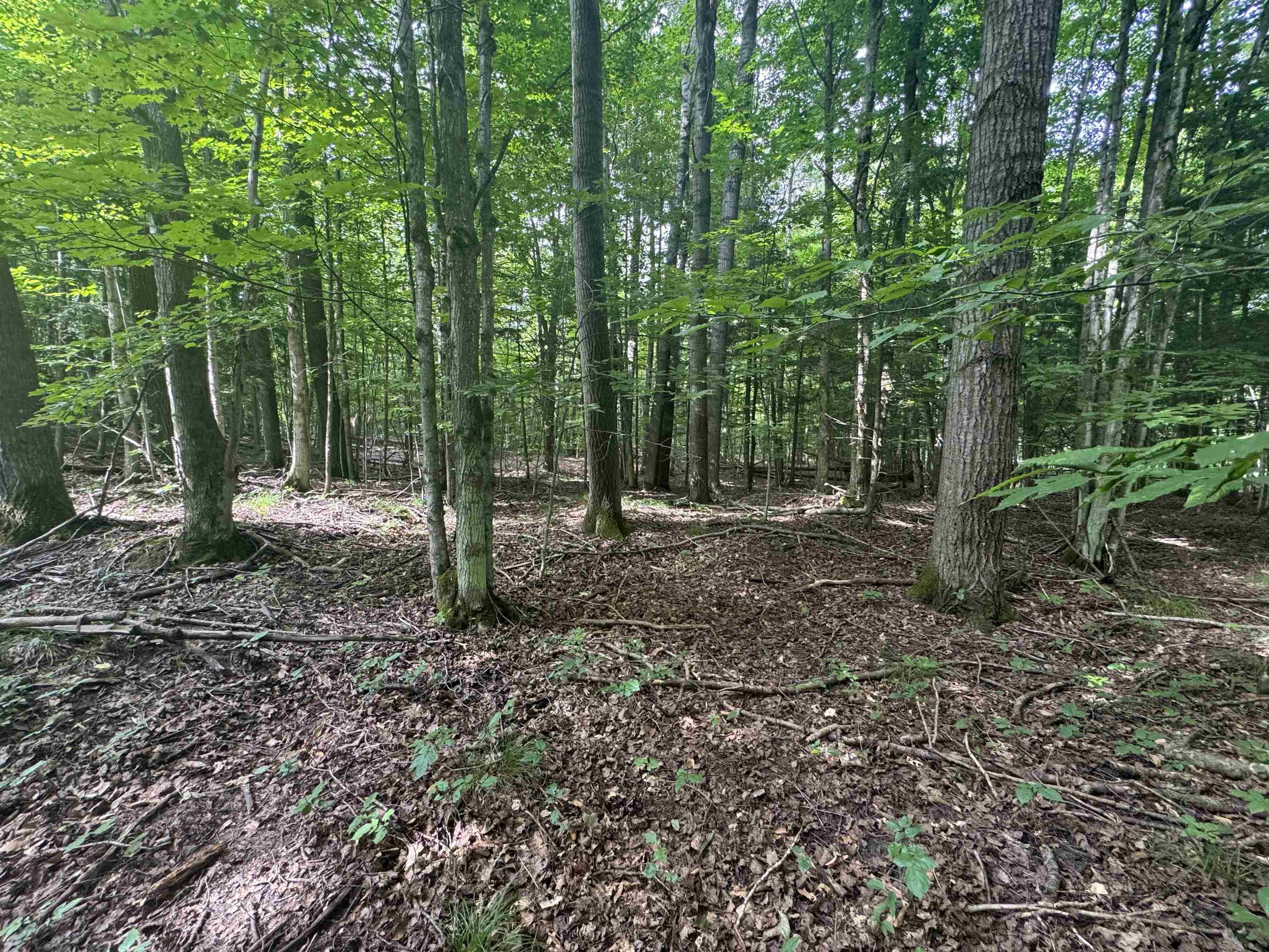 0 Six 6 Mile Lake Road Ellsworth, MI 49729 - Photo 9 of 11