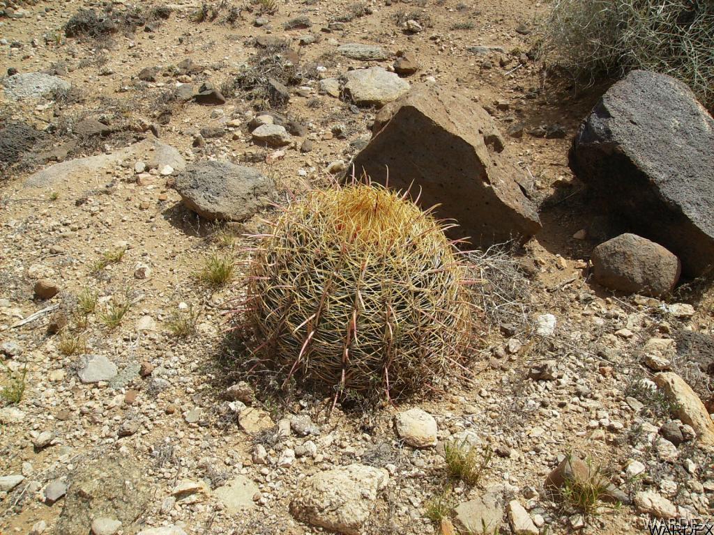 // North Bagdad Road Golden Valley, AZ 86413 - Photo 6 of 16 Barrel cactus