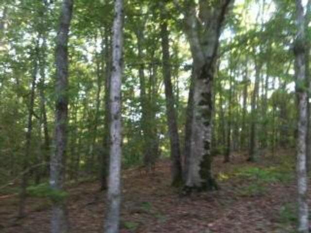 1265 Sims Road Winder, GA 30680 - Photo 1 of 1 a view of forest