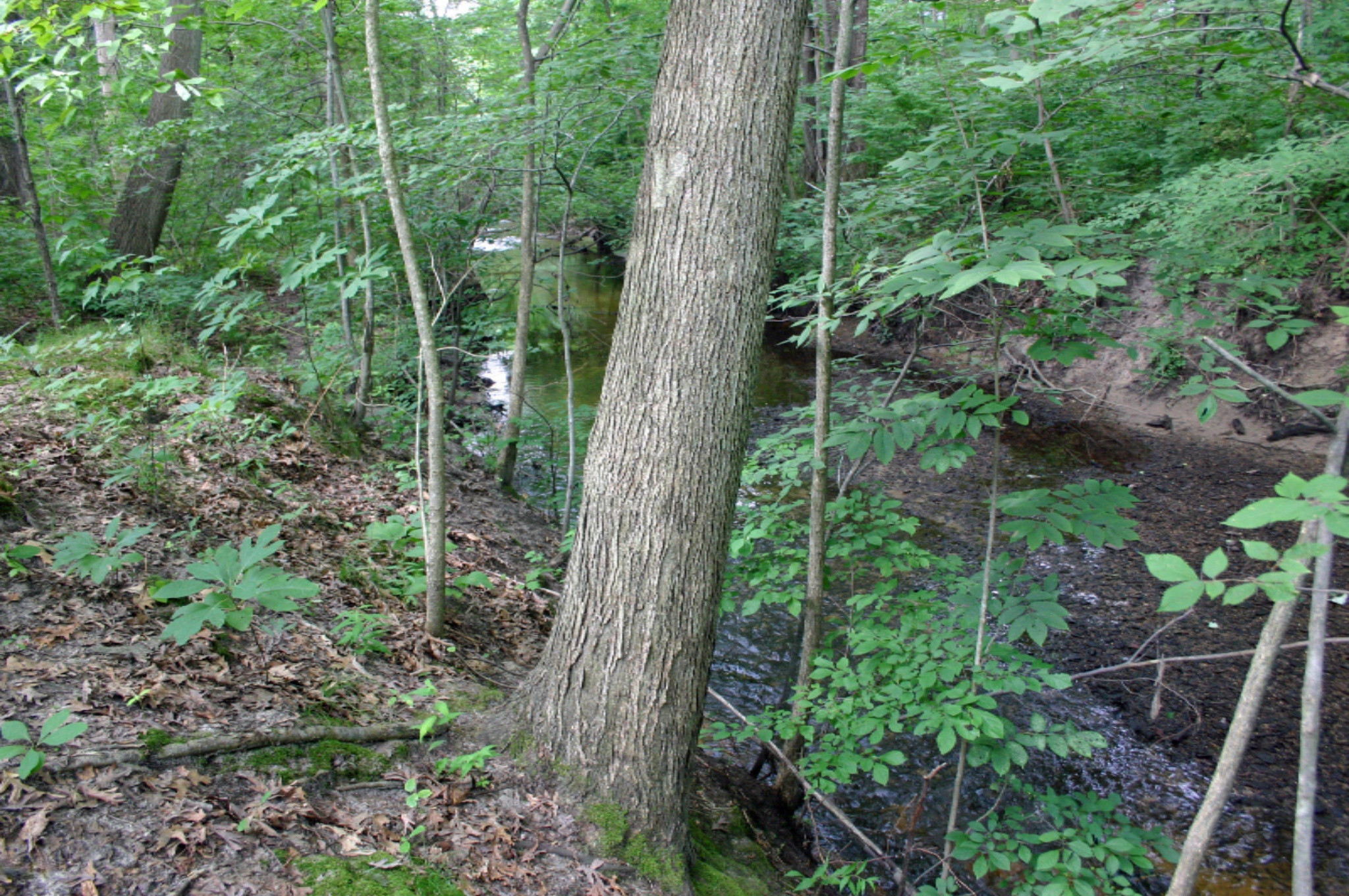 Grand Beach Road New Buffalo, MI 49117 - Photo 2 of 6 Woodworth lot 0810 Creek 3