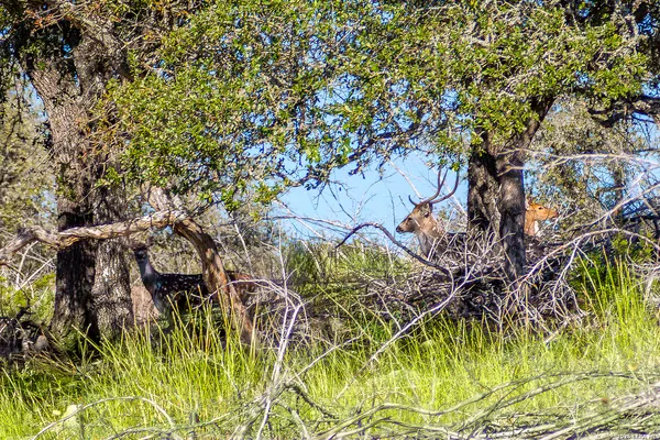 $599,000 | Tbd Hwy 39, Hunt, TX 78024