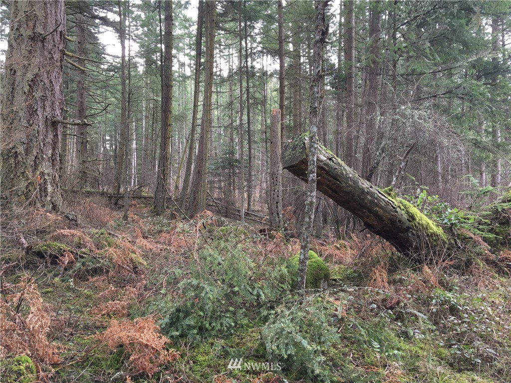 3084 Point Lawrence Road Orcas Island, WA 98279 - Photo 16 of 21 Gallery Image 16