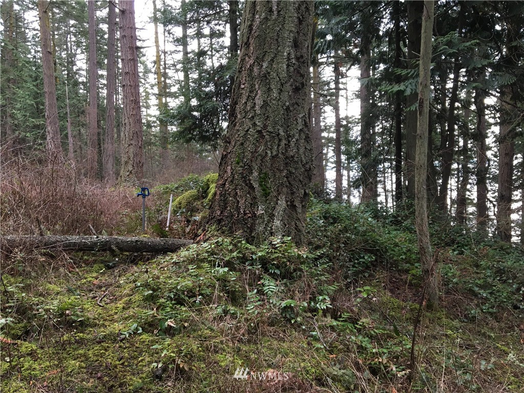 3084 Point Lawrence Road Orcas Island, WA 98279 - Photo 9 of 21 Gallery Image 9