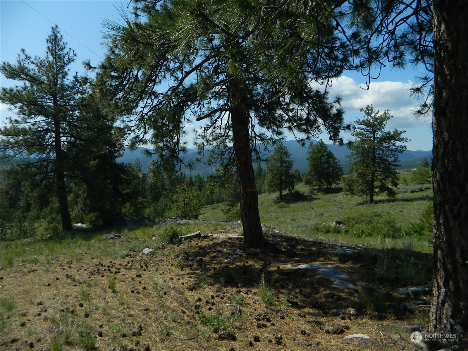 153 Neil Canyon Road Tonasket, WA 98855 - Photo 13 of 24 a view of a forest