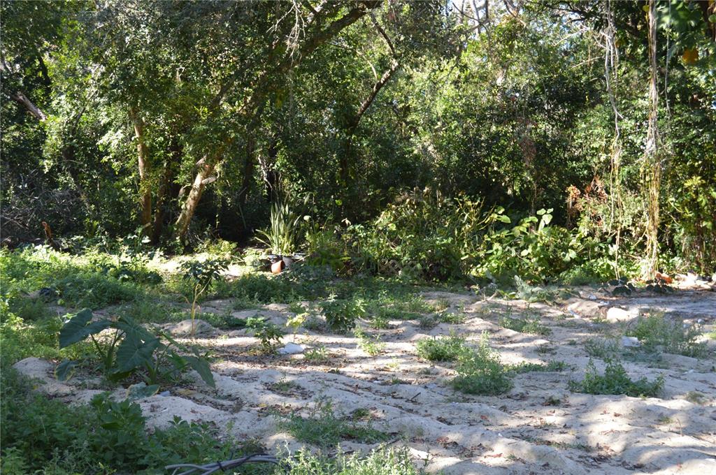 18117 Branch Road Hudson, FL 34667 - Photo 11 of 22 a view of a tree in a yard