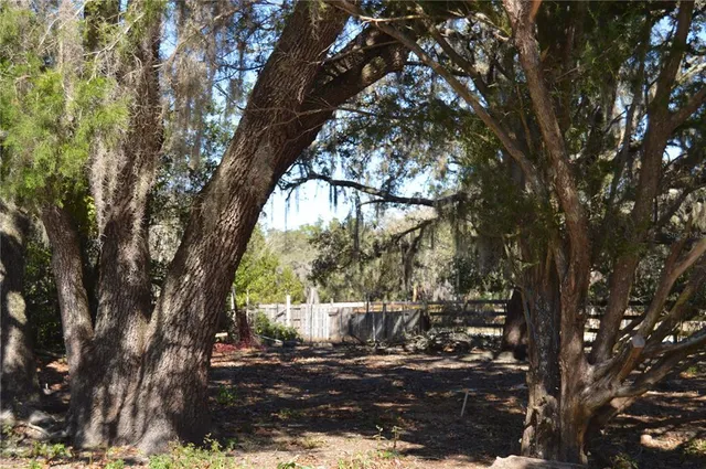 a view of a yard with plants and tree