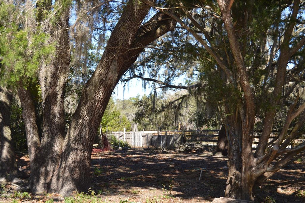 18117 Branch Road Hudson, FL 34667 - Photo 19 of 22 a view of a yard with plants and large trees