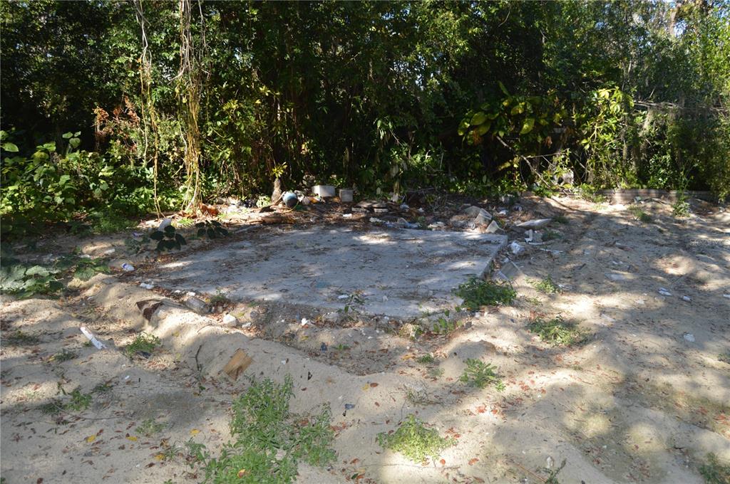 18117 Branch Road Hudson, FL 34667 - Photo 8 of 22 a view of tree