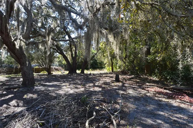 a view of a forest with trees