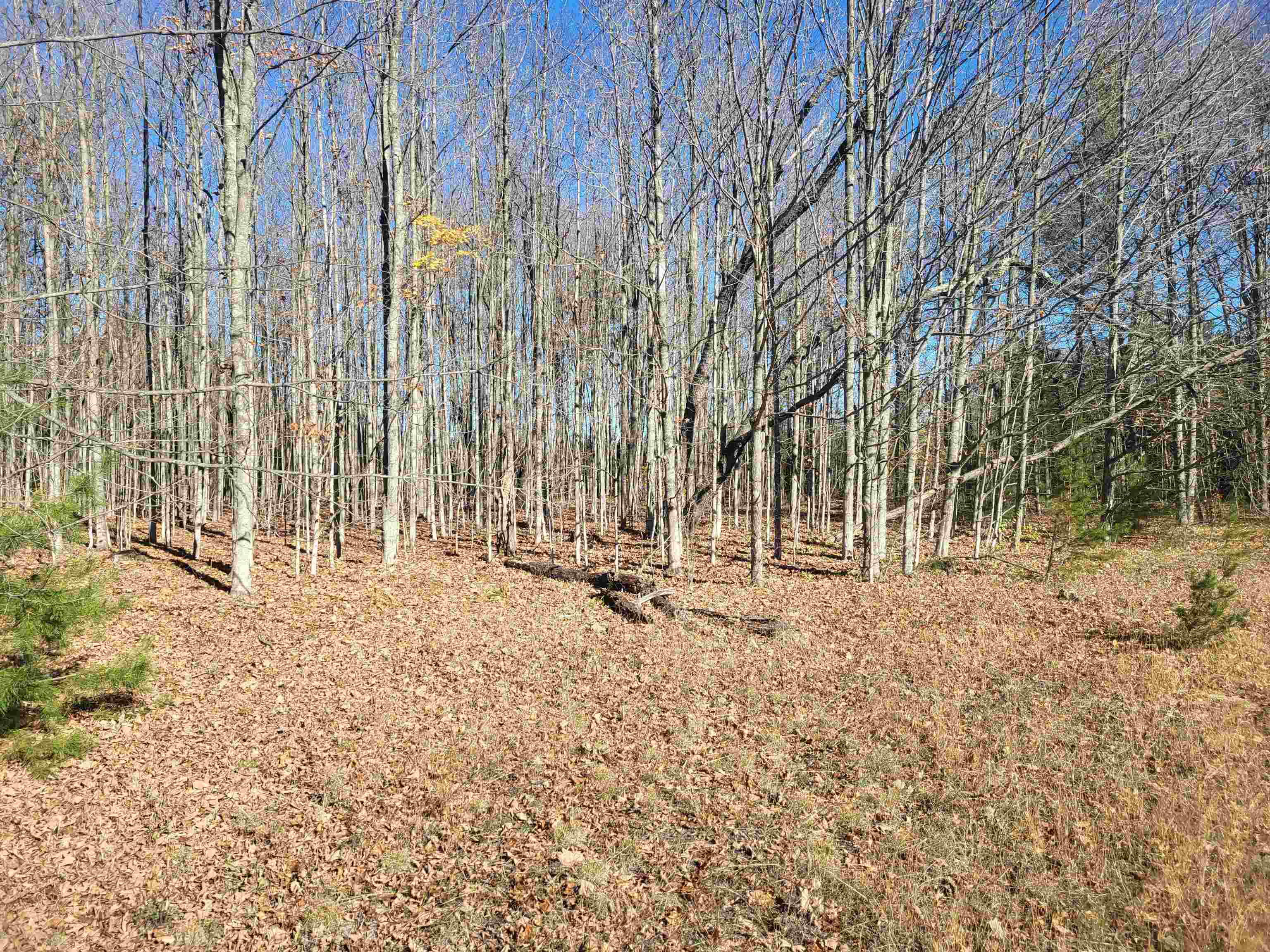0 South Weldon Road Beulah, MI 49617 - Photo 19 of 37