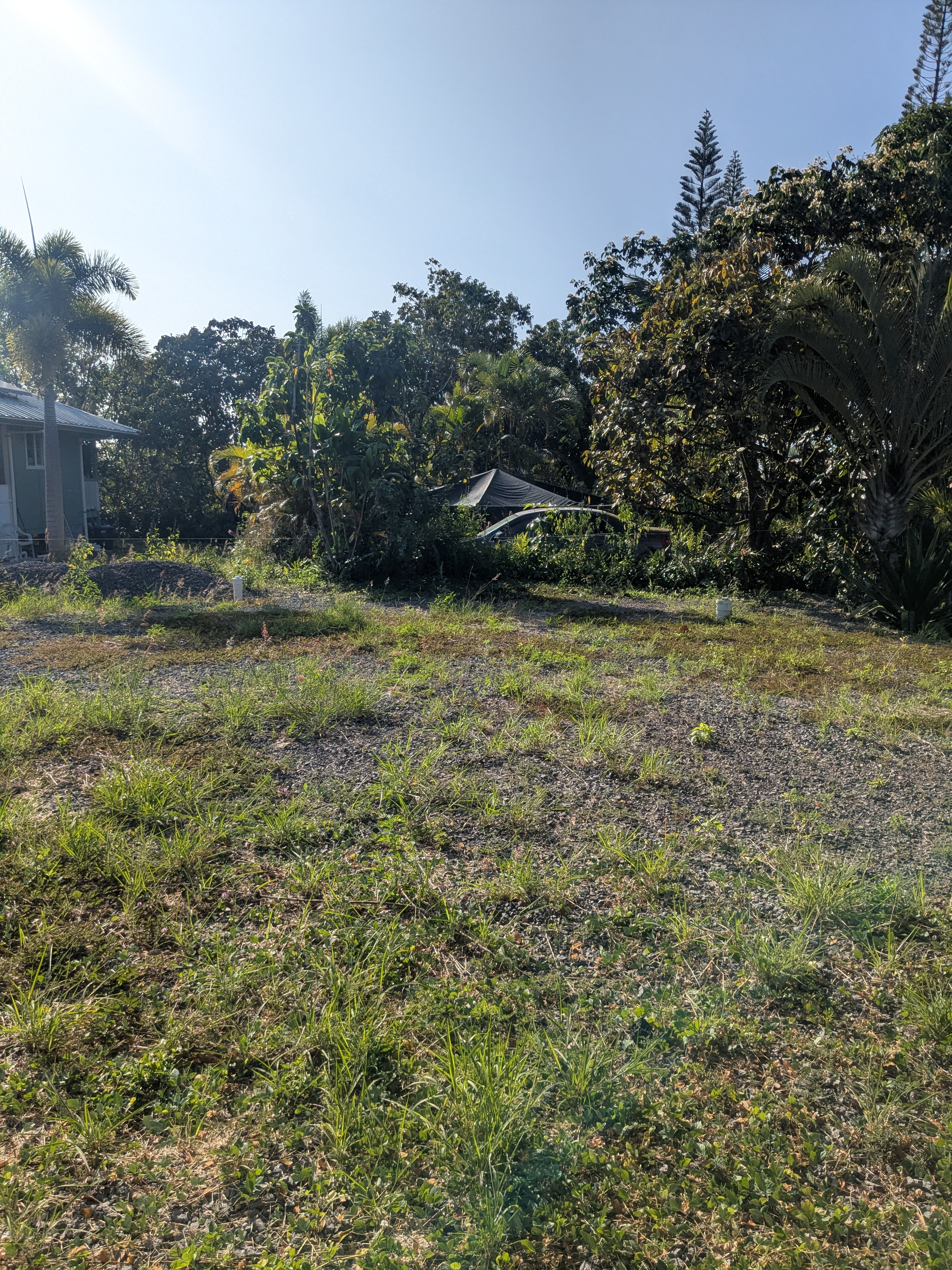3 Mapuana Avenue Pahoa, HI 96778 - Photo 7 of 8 a view of a yard with a tree