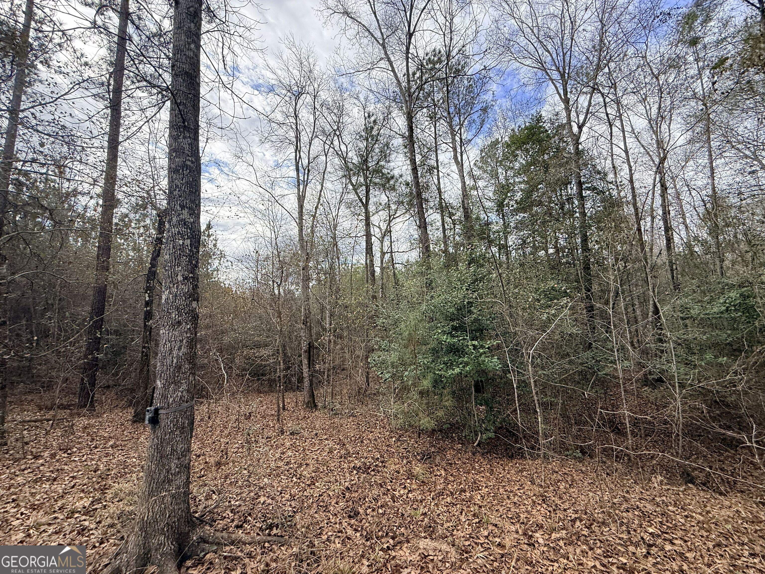 301 Beaver Dam Road Toomsboro, GA 31090 - Photo 83 of 99 a view of a forest filled with trees