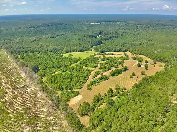 a view of a bunch of trees and grassy field