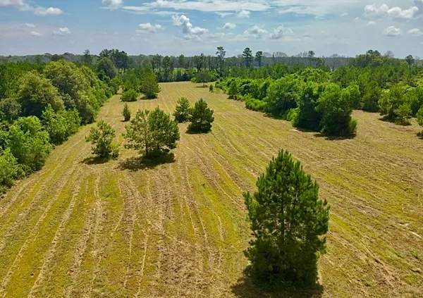 a view of a bunch of plants and trees
