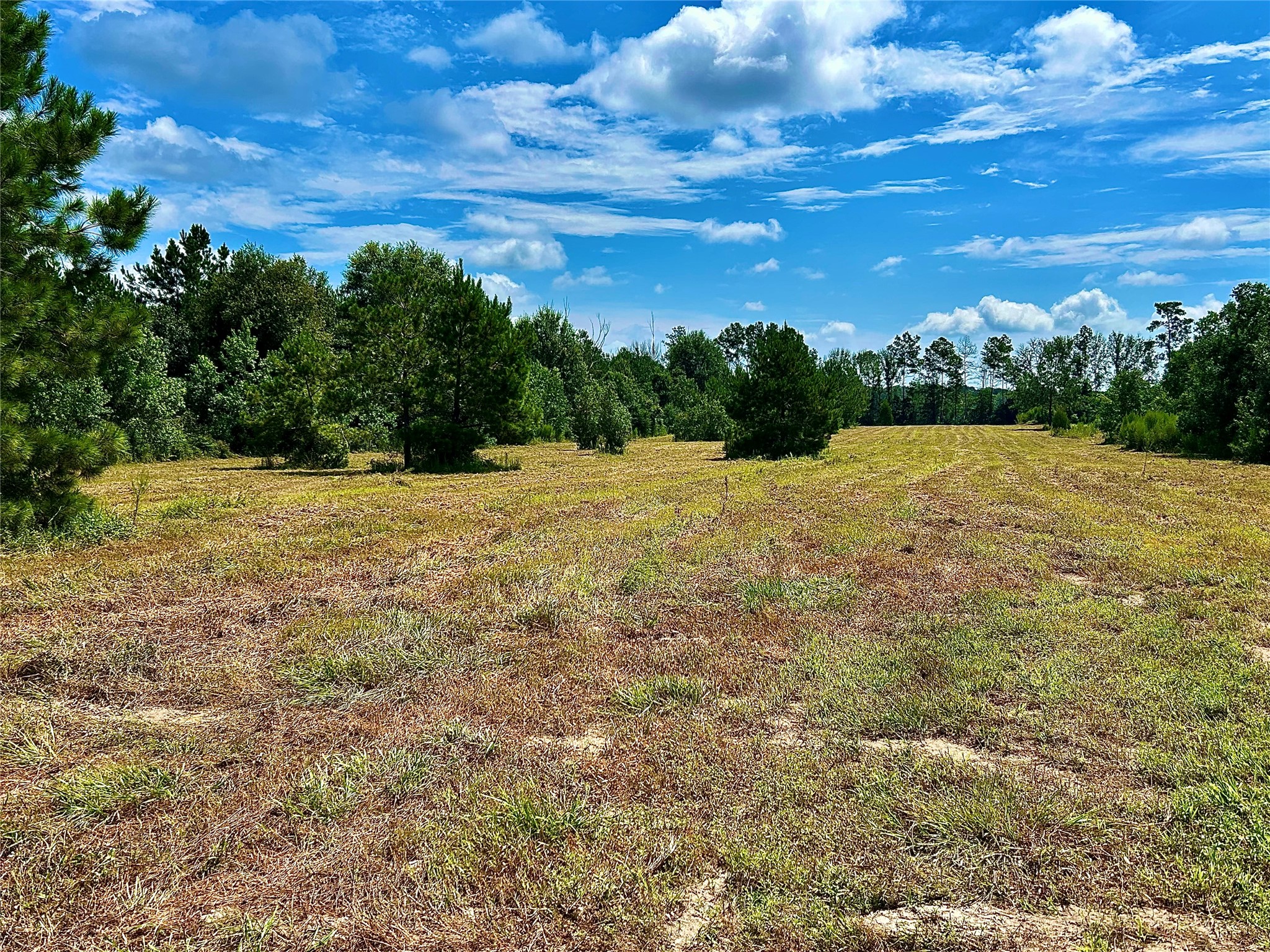 81363 George Sanner Rd Village Mills Village Mills, TX 77663 - Photo 22 of 43