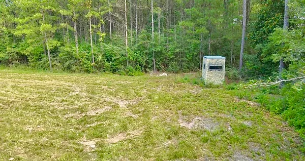 a view of a yard with a large tree