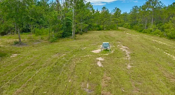 a close up of a plant in a yard