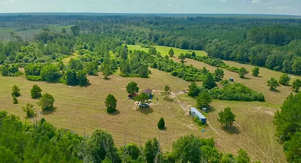 a view of a plant in a garden