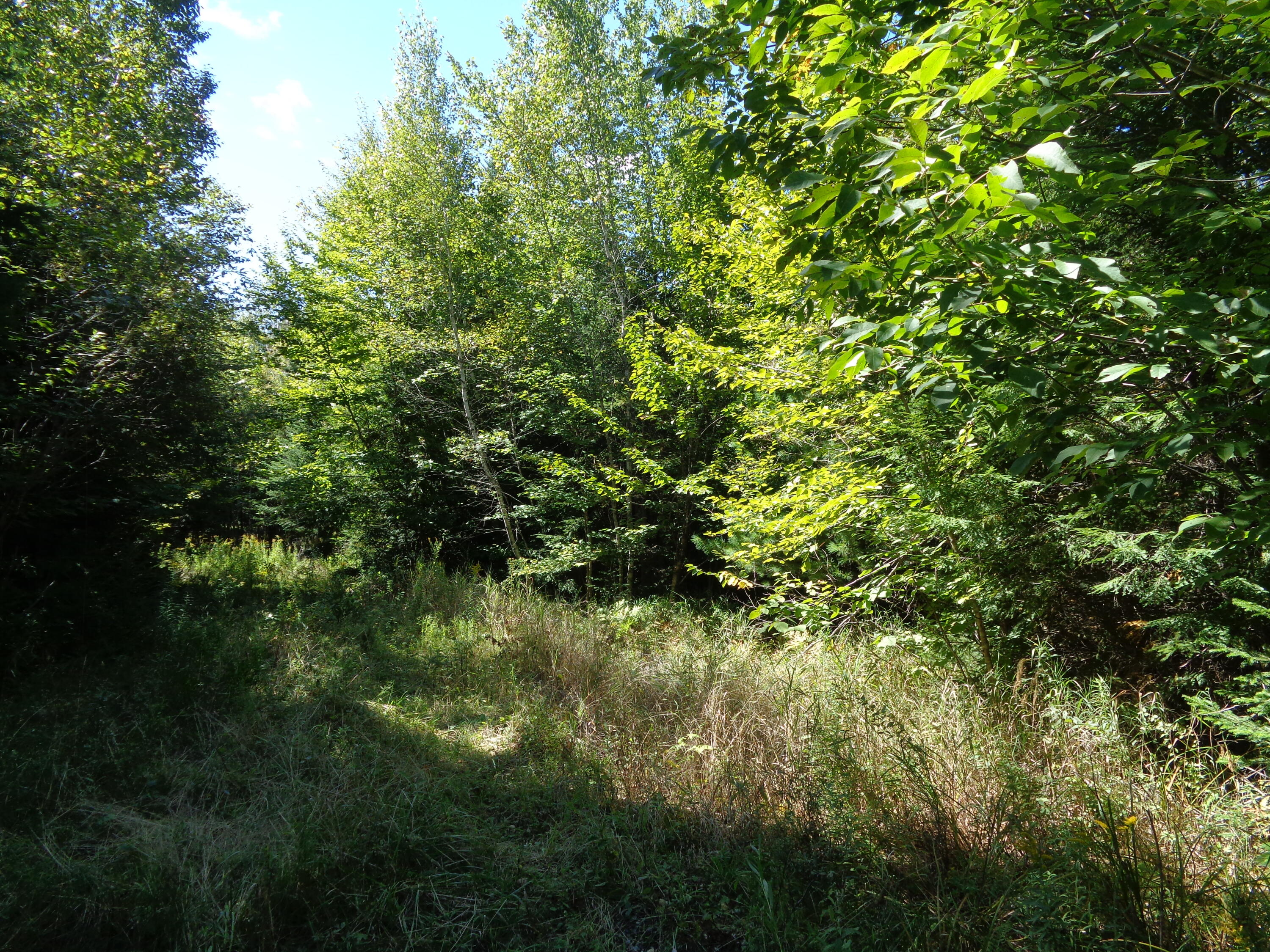 Lot 5 Winkumpaugh Road Orland, ME 04472 - Photo 7 of 10 Clearing