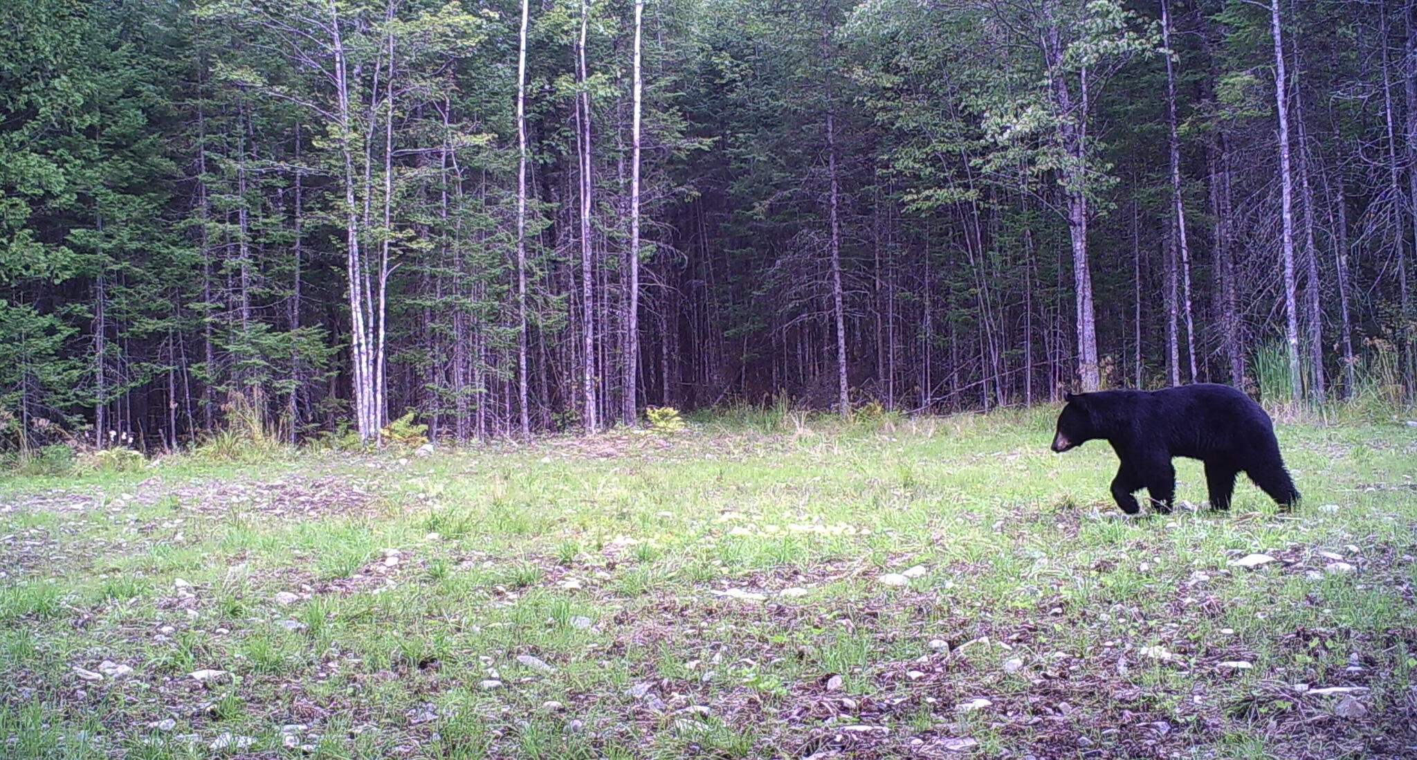 88 Whitten Road Burnham, ME 04922 - Photo 29 of 33 9-7-2013 pic bear 12 pm