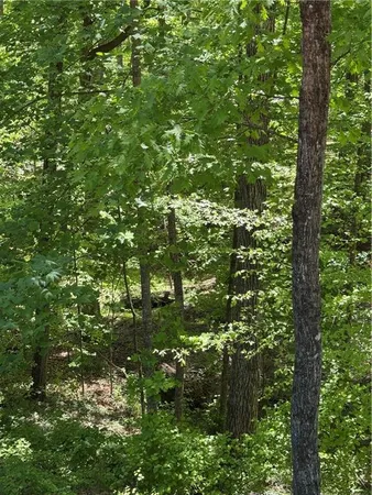 a view of a lush green forest