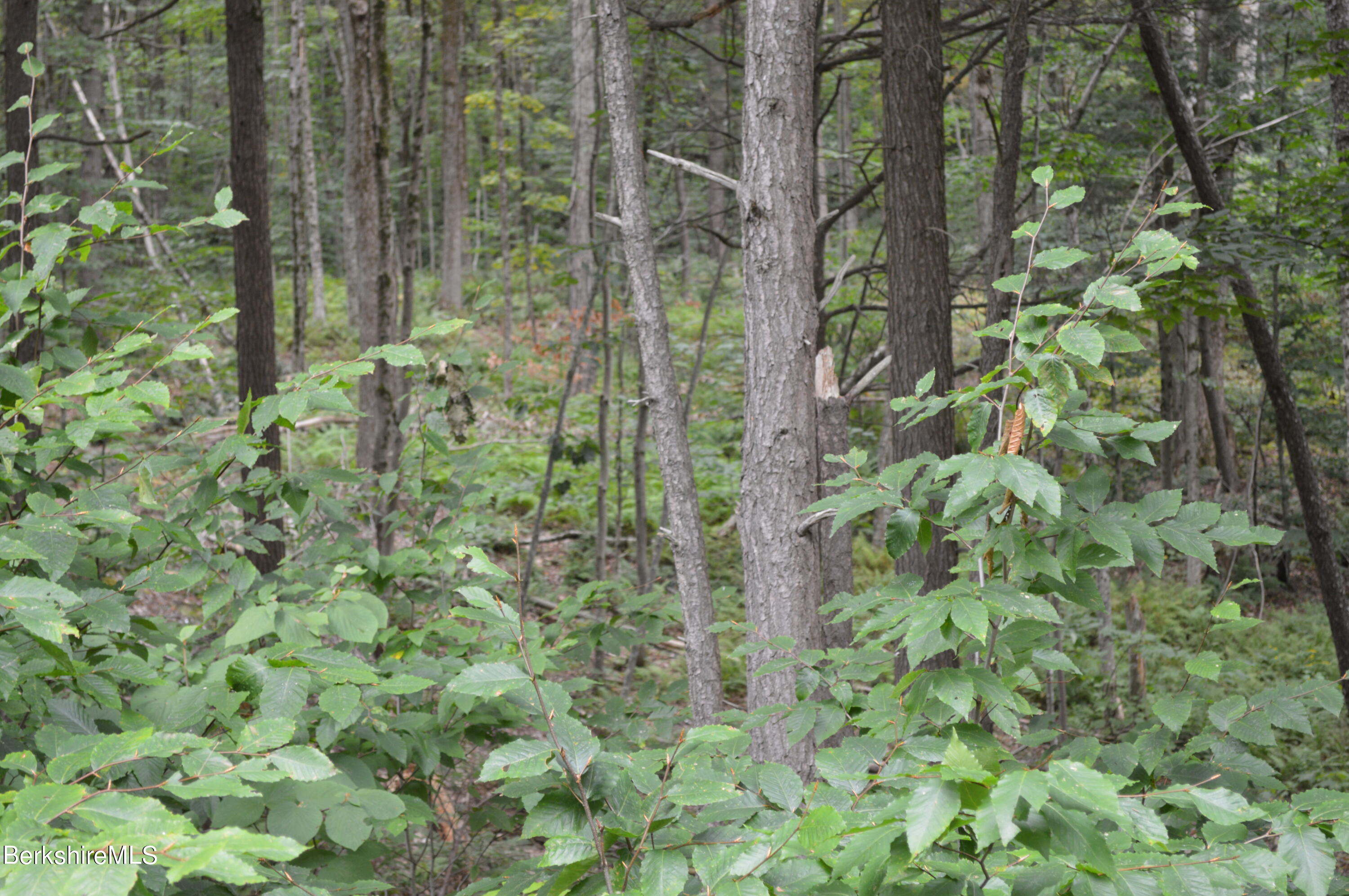 Lot 404-19 Jacobs Ladder Road Becket, MA 01223 - Photo 4 of 6 8.5 acres