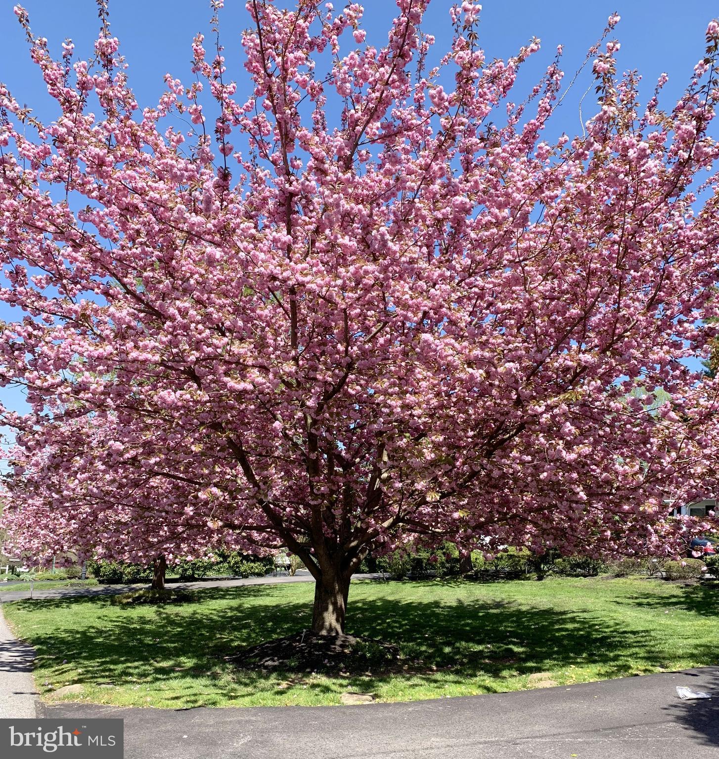 357 Sprague Road Penn Valley, PA 19072 - Photo 41 of 44 Cherry Blossom