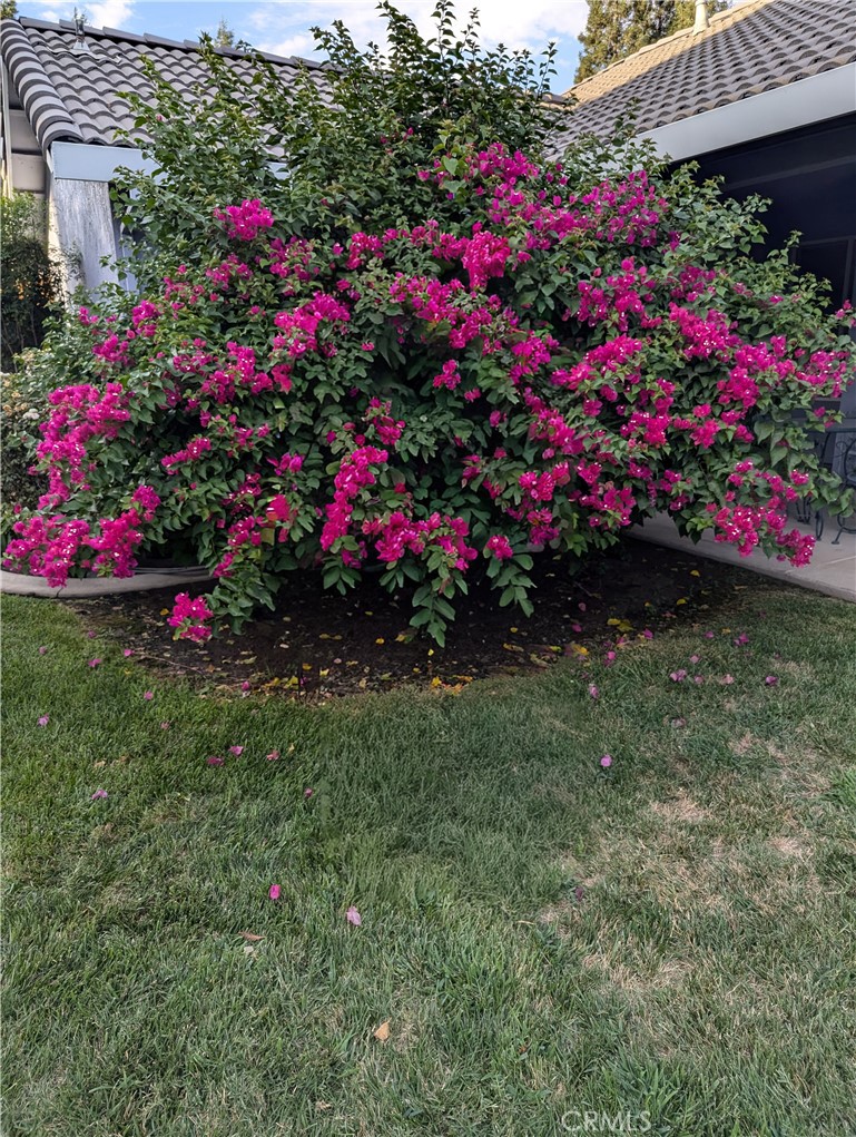 3947 Finch Court Merced, CA 95340 - Photo 58 of 73 Flowers when they are in full bloom