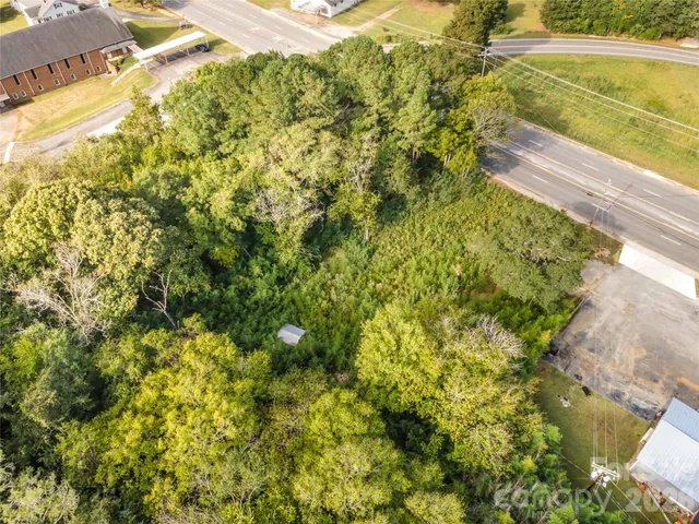 a view of a yard with plants and large trees