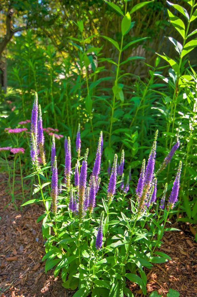 858 Cabot Road Woodstock, VT 05091 - Photo 29 of 34