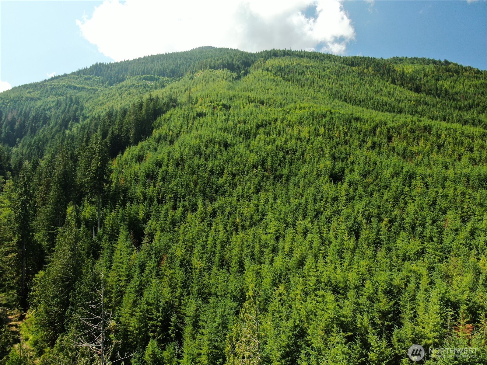 0 Finney-Cumberland Road Sedro-Woolley, WA 98284 - Photo 15 of 17 a view of a lush green forest with a mountain