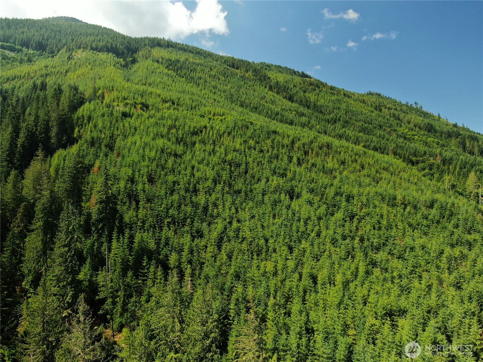 0 Finney-Cumberland Road Sedro-Woolley, WA 98284 - Photo 16 of 17 a view of a lush green space