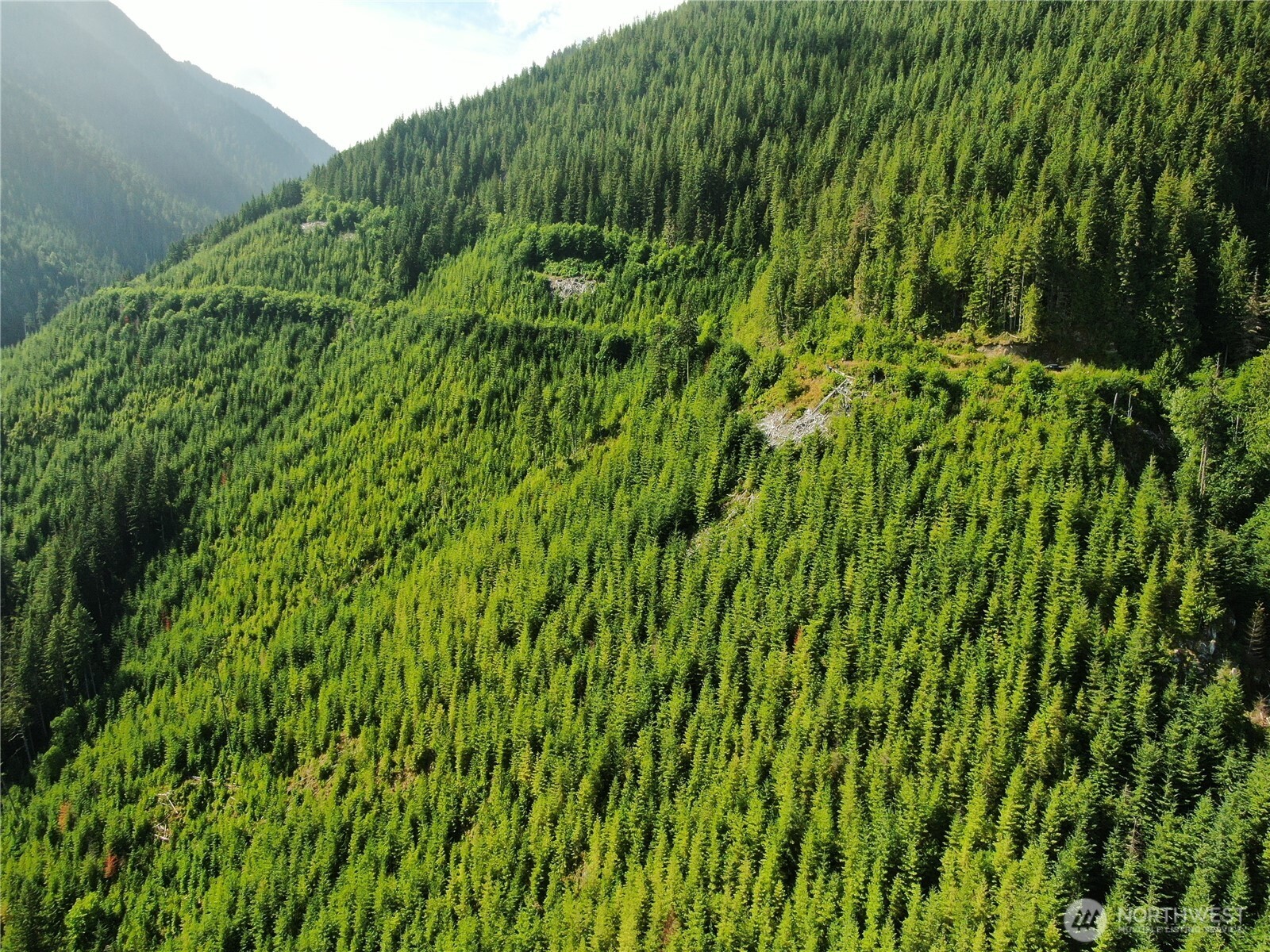 0 Finney-Cumberland Road Sedro-Woolley, WA 98284 - Photo 7 of 17 a view of a lush green forest