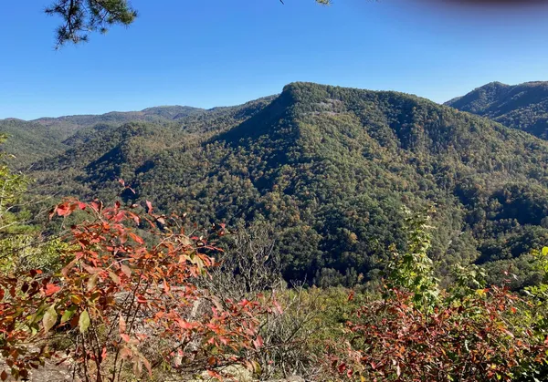 a view of a large tree with a mountain in the background