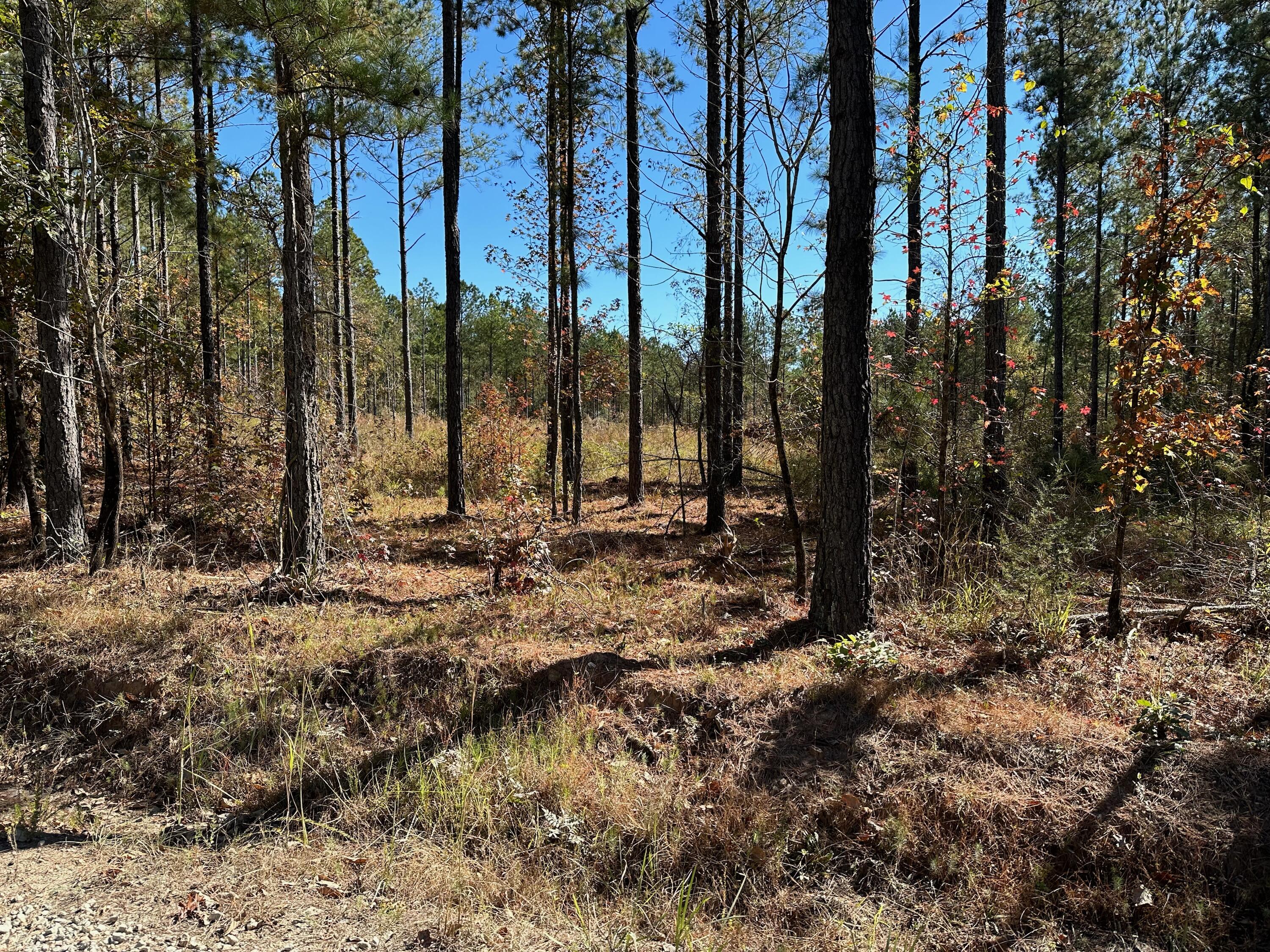 Tbd Turkey Road Edgefield, SC 29824 - Photo 1 of 3