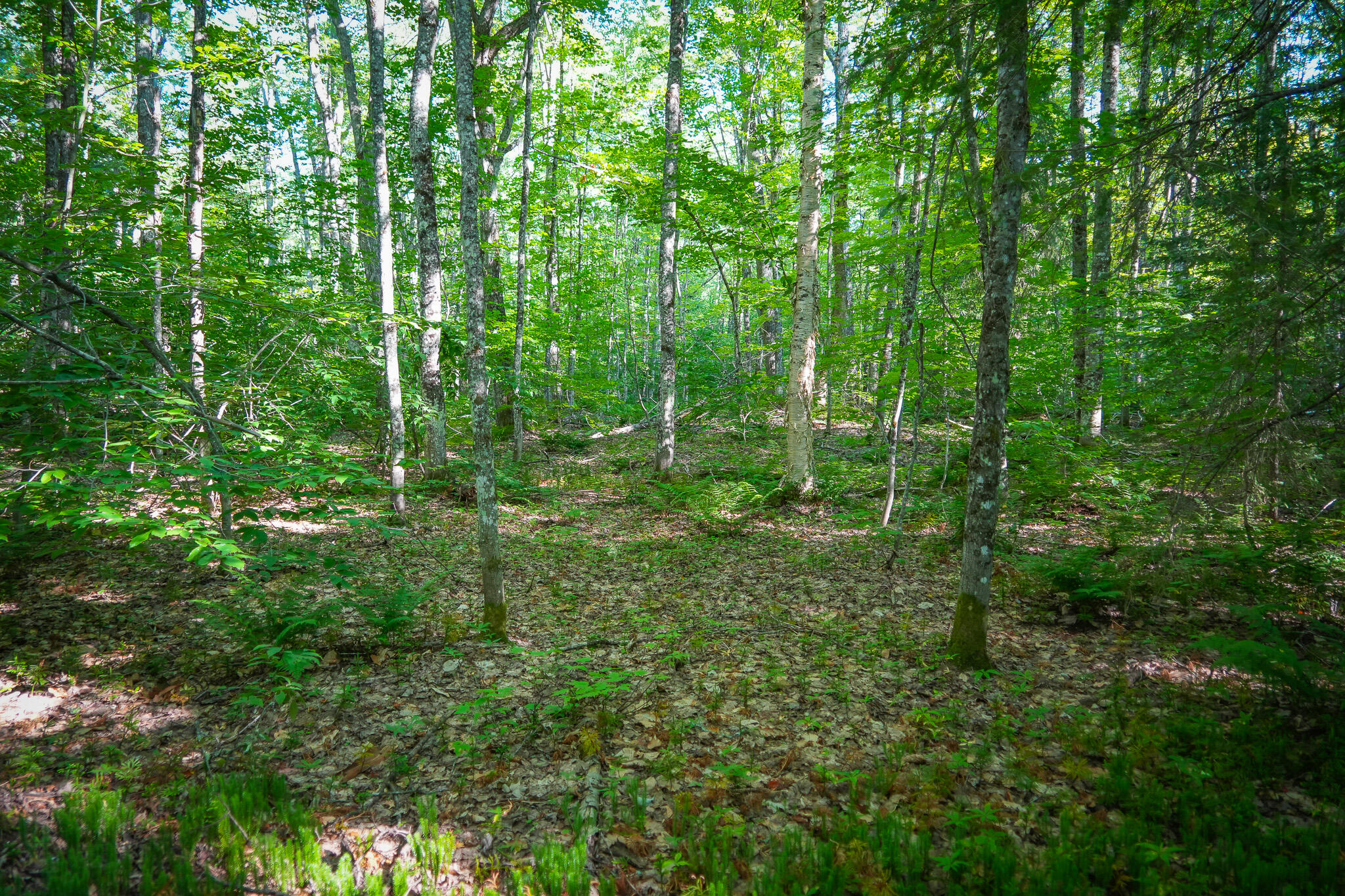 3505 Timber Lost Road Paradise, MI 49768 - Photo 42 of 63 DSC01375