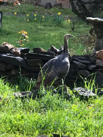 a backyard of a house with lots of green space and outdoor seating