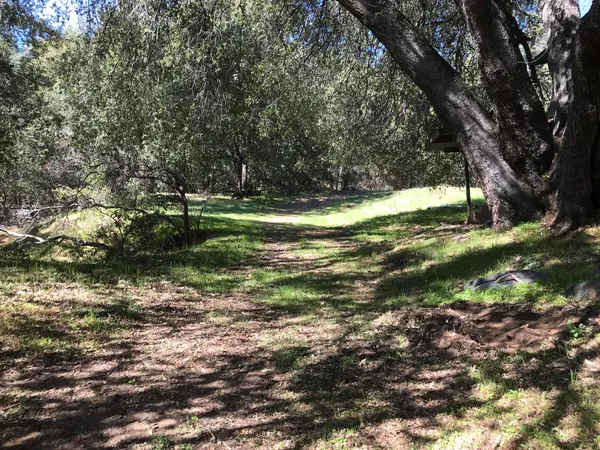 a view of a yard with a tree