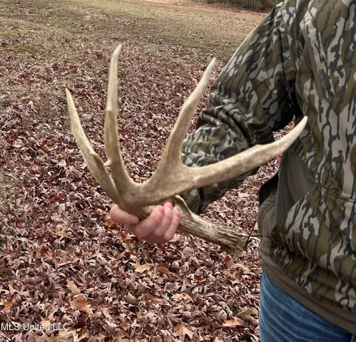 $1,156,000 | Bagasha Road, Vaiden, MS 39176