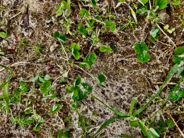 $1,156,000 | Bagasha Road, Vaiden, MS 39176