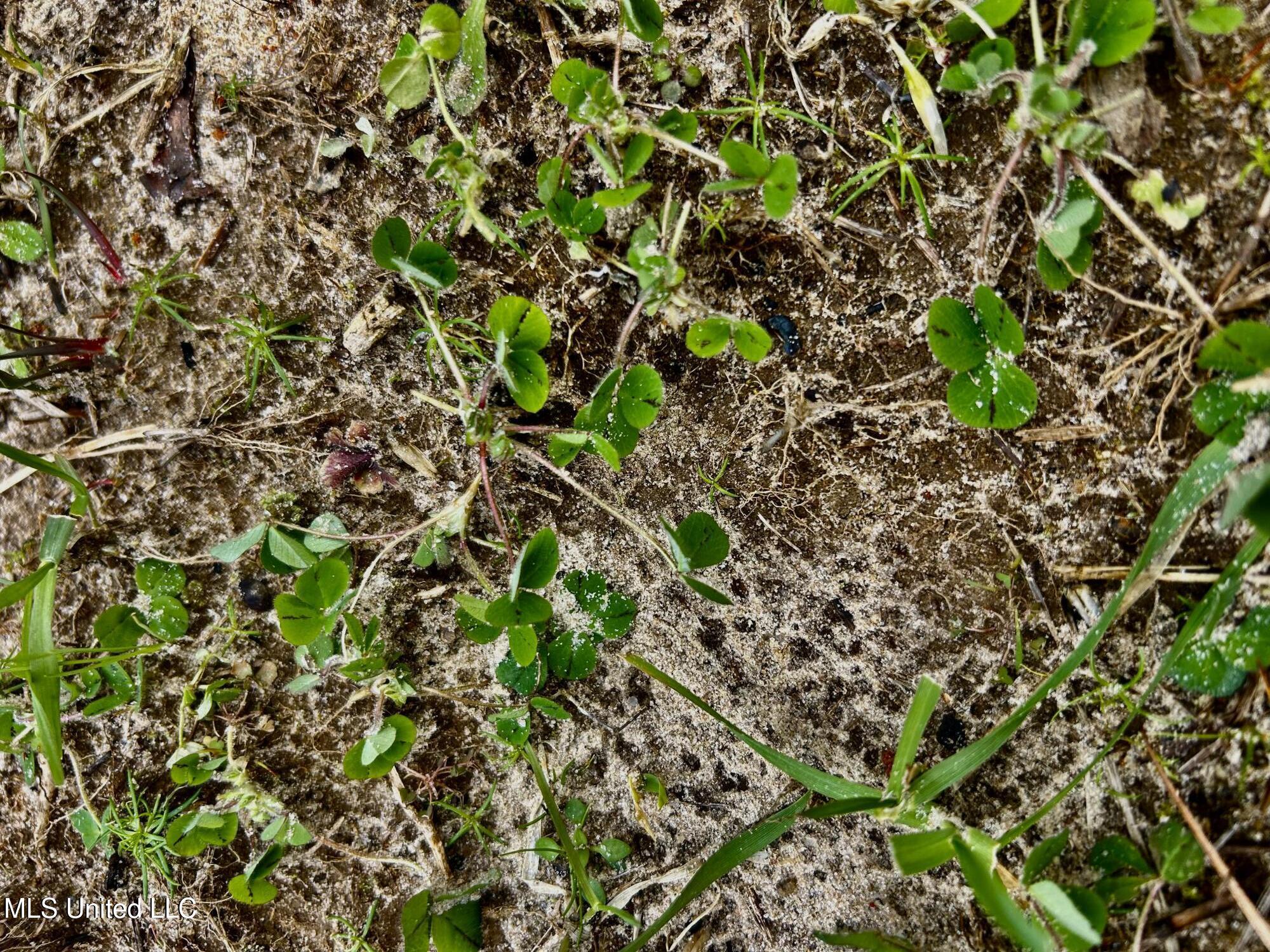 Bagasha Road Vaiden, MS 39176 - Photo 17 of 61 IMG_5044