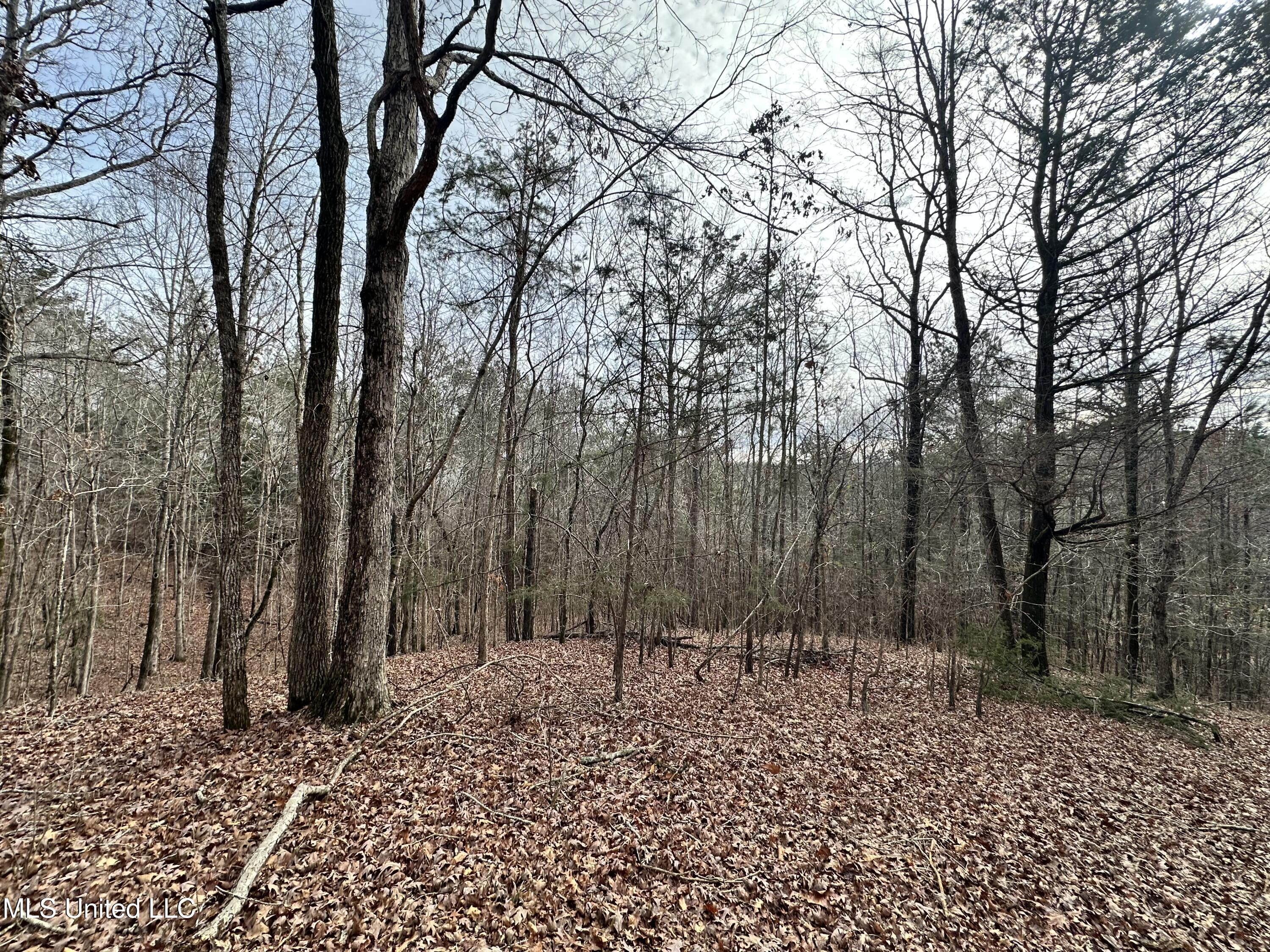 Bagasha Road Vaiden, MS 39176 - Photo 31 of 61 IMG_7054 2